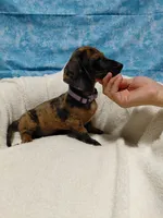 Ladybug, a female Miniature Dachshund for sale in Hughes Springs, TX – 6 of 6