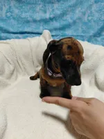 Ladybug, a female Miniature Dachshund for sale in Hughes Springs, TX – 4 of 6
