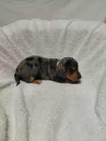 Jasmine , a female Miniature Dachshund for sale in Hughes Springs, TX – 4 of 6