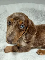 Atlas, a male Miniature Dachshund for sale in Hughes Springs, TX – Photo 1 of 6