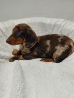 Atlas, a male Miniature Dachshund for sale in Hughes Springs, TX – Photo 5 of 6