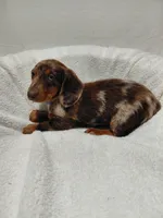 Atlas, a male Miniature Dachshund for sale in Hughes Springs, TX – Photo 2 of 6
