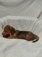 Jessica , a female Miniature Dachshund for sale in Hughes Springs, TX – 2 of 5