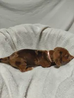 Jessica , a female Miniature Dachshund for sale in Hughes Springs, TX – 4 of 5