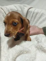 Jessica , a female Miniature Dachshund for sale in Hughes Springs, TX – 3 of 5