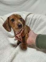 Jessica , a female Miniature Dachshund for sale in Hughes Springs, TX – 5 of 5