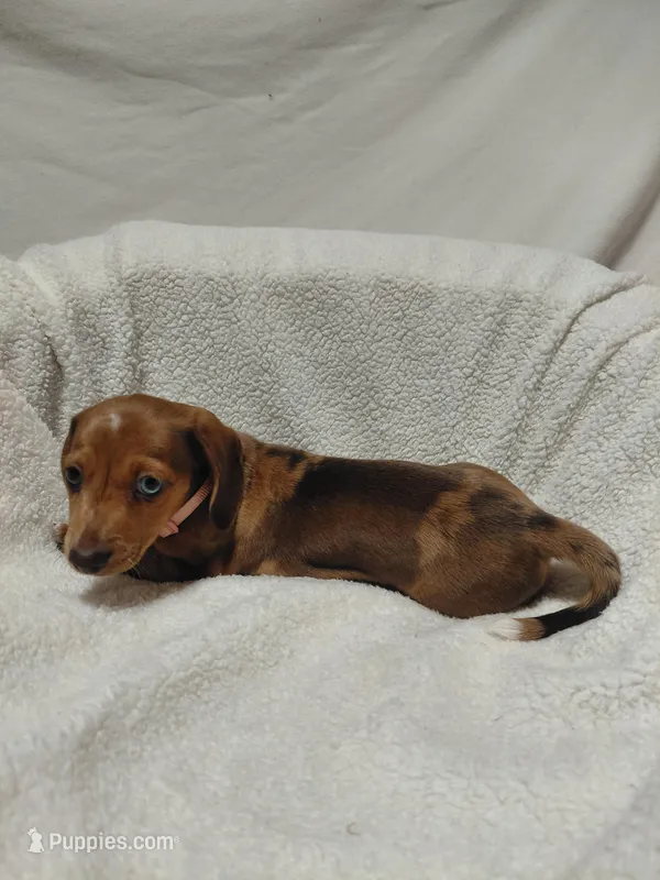Jessica  – Miniature Dachshund puppy for sale in Hughes Springs, TX