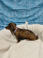 Ladybug, a female Miniature Dachshund for sale in Hughes Springs, TX – 2 of 6