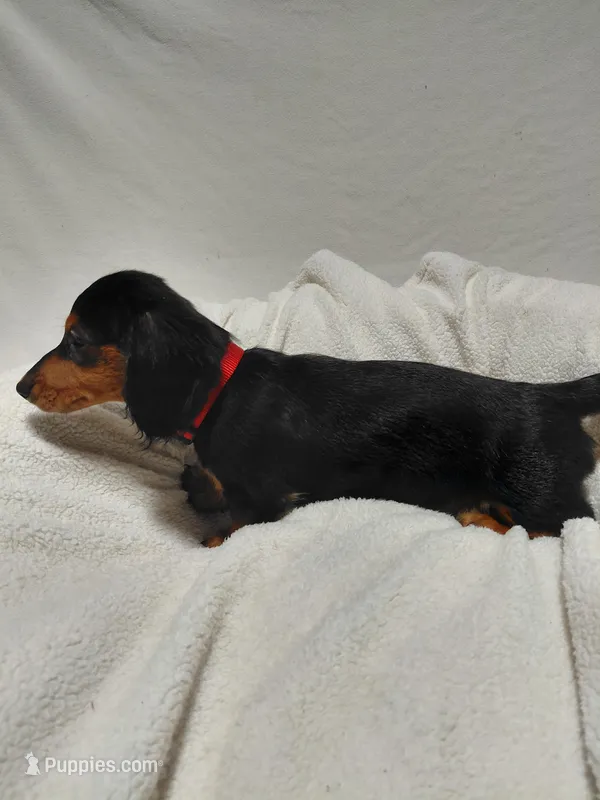 Boy – Miniature Dachshund puppy for sale in Hughes Springs, TX