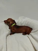 Tiny, a female Miniature Dachshund for sale in Hughes Springs, TX – 2 of 5