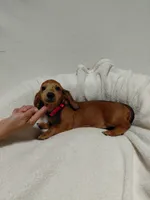 Red, a female Miniature Dachshund for sale in Hughes Springs, TX – 5 of 5
