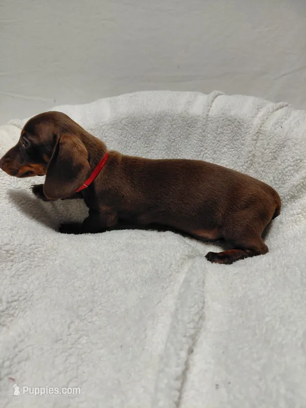 Rocket – Miniature Dachshund puppy for sale in Hughes Springs, TX
