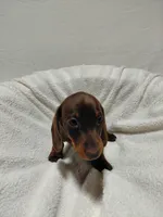 Rocket, a male Miniature Dachshund for sale in Hughes Springs, TX – Photo 4 of 5