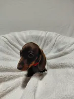 Rocket, a male Miniature Dachshund for sale in Hughes Springs, TX – Photo 3 of 5