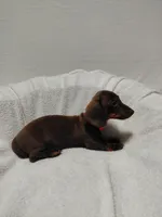 Rocket, a male Miniature Dachshund for sale in Hughes Springs, TX – Photo 2 of 5