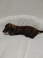 Rocket, a male Miniature Dachshund for sale in Hughes Springs, TX – Photo 5 of 5