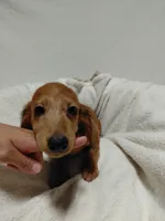 Red, a female Miniature Dachshund for sale in Hughes Springs, TX – 2 of 5