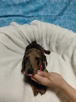 Fred, a male Miniature Dachshund for sale in Hughes Springs, TX – 4 of 6