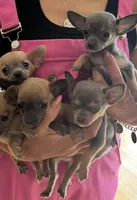 Male , a male Chihuahua for sale in Snow Camp, NC – 3 of 6
