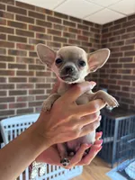 Male , a male Chihuahua for sale in Snow Camp, NC – 2 of 6