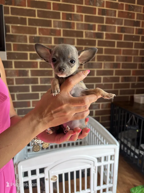 Female – Chihuahua puppy for sale in Snow Camp, NC