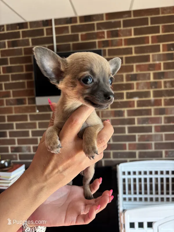 Male – Chihuahua puppy for sale in Snow Camp, NC