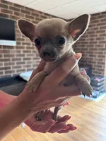 Male , a male Chihuahua for sale in Snow Camp, NC – 4 of 6
