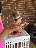 Male , a male Chihuahua for sale in Snow Camp, NC – 5 of 6