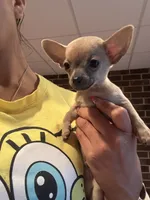Male, a male Chihuahua for sale in Snow Camp, NC – 1 of 1
