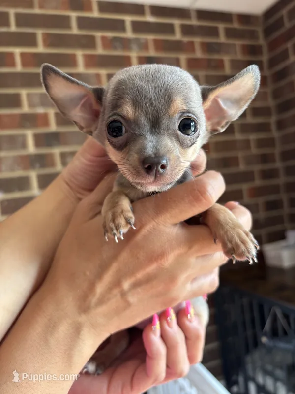 Male  – Chihuahua puppy for sale in Snow Camp, NC