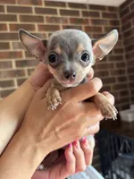 Male , a male Chihuahua for sale in Snow Camp, NC – 1 of 6