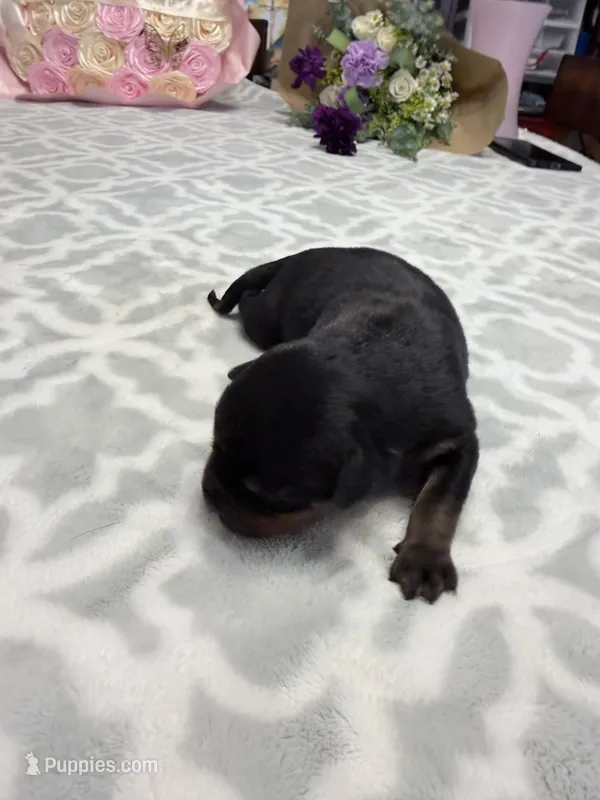 Lavender  – Rottweiler puppy for sale in Lufkin, TX