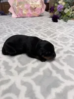 Lavender , a female Rottweiler for sale in Lufkin, TX – Photo 2 of 2