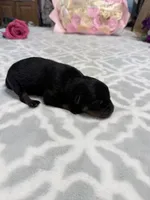 Blue, a male Rottweiler for sale in Lufkin, TX – Photo 2 of 2