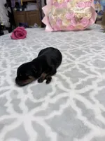 Blue, a male Rottweiler for sale in Lufkin, TX – Photo 1 of 2