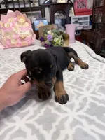 Pink , a female Rottweiler for sale in Lufkin, TX – Photo 1 of 2