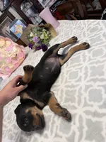 Pink , a female Rottweiler for sale in Lufkin, TX – Photo 2 of 2