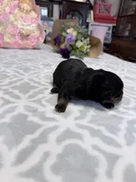 Purple , a female Rottweiler for sale in Lufkin, TX – Photo 3 of 3