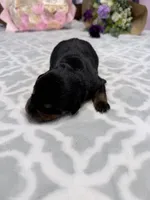 Purple , a female Rottweiler for sale in Lufkin, TX – Photo 1 of 3