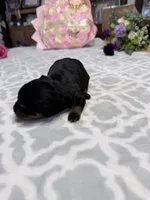 Purple , a female Rottweiler for sale in Lufkin, TX – Photo 2 of 3