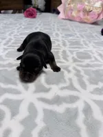 Tinker Bell, a female Rottweiler for sale in Lufkin, TX – Photo 1 of 3