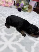 Tinker Bell, a female Rottweiler for sale in Lufkin, TX – Photo 2 of 3