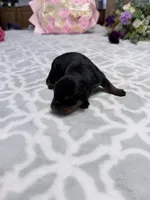 Tinker Bell, a female Rottweiler for sale in Lufkin, TX – Photo 3 of 3