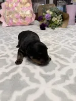 Brown, a male Rottweiler for sale in Lufkin, TX – Photo 3 of 3