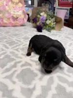 Brown, a male Rottweiler for sale in Lufkin, TX – Photo 2 of 3