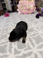 Brown, a male Rottweiler for sale in Lufkin, TX – Photo 1 of 3