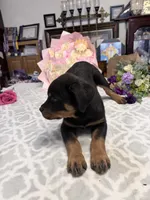 Purple , a female Rottweiler for sale in Lufkin, TX – Photo 3 of 3
