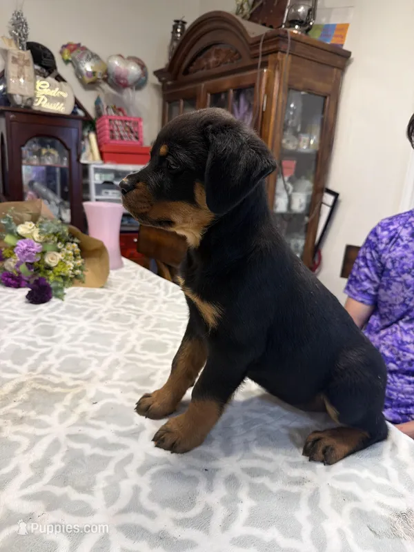 Purple  – Rottweiler puppy for sale in Lufkin, TX