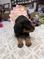 Purple , a female Rottweiler for sale in Lufkin, TX – Photo 2 of 3