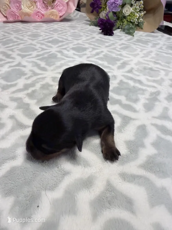 Pink – Rottweiler puppy for sale in Lufkin, TX